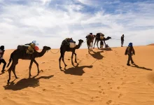Camel racing and camel riding in Qatar