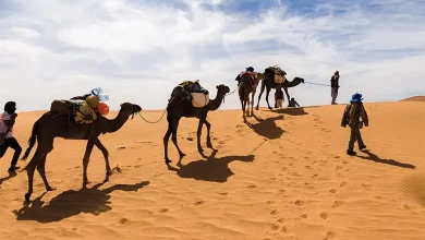 Camel racing and camel riding in Qatar