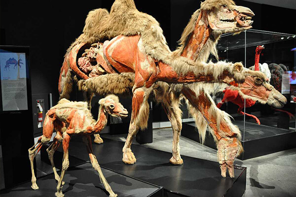 Camel Museum