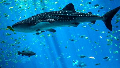 Kish Aquarium