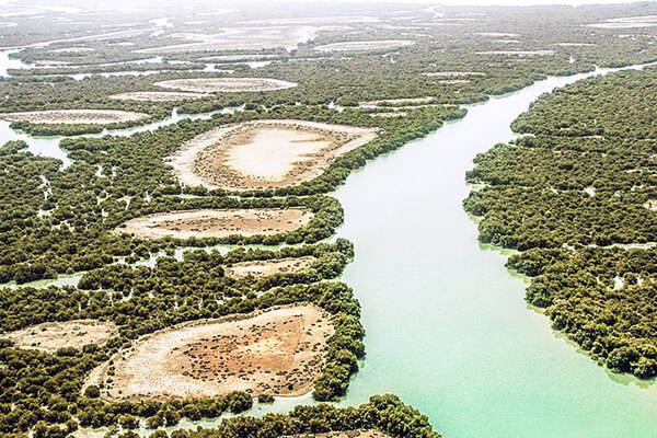 Mangrove (Hara) forests of Qeshm