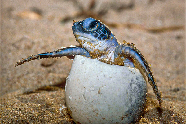 Turtles Nesting Beach
