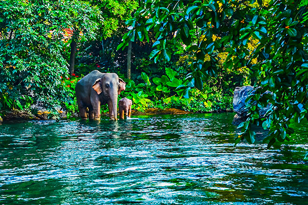 Elephant of Khao Yai National Park