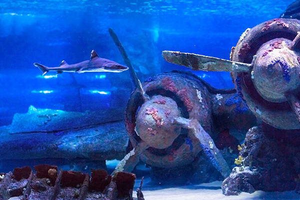 Inside view of Antalya Aquarium