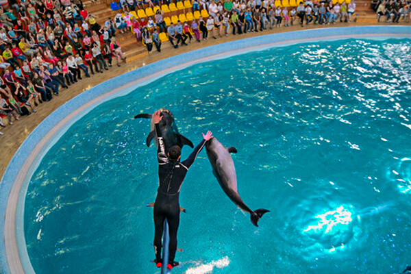 Dolphin Park of Istanbul