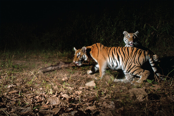 Tigers of Khao Yai National Park