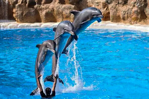 Diving of dolphins