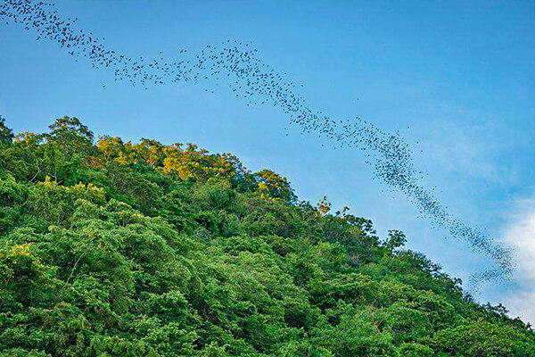 Birds of Khao Yai National Park