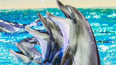 Istanbul Dolphinarium (Istanbul Dolphin Park)