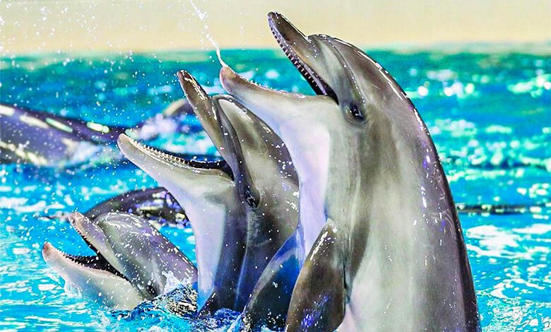 Istanbul Dolphinarium (Istanbul Dolphin Park)