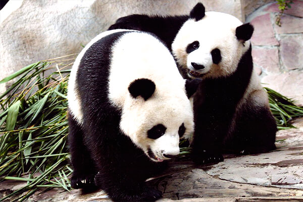 Panda Bears at Chiang Mai Zoo