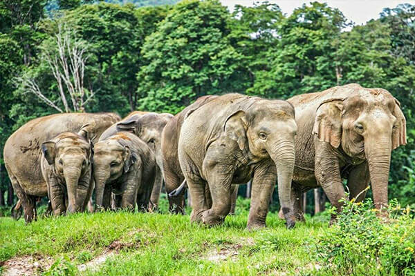 Elephants in ENP, Thailand