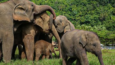 Elephant Nature Park (ENP)