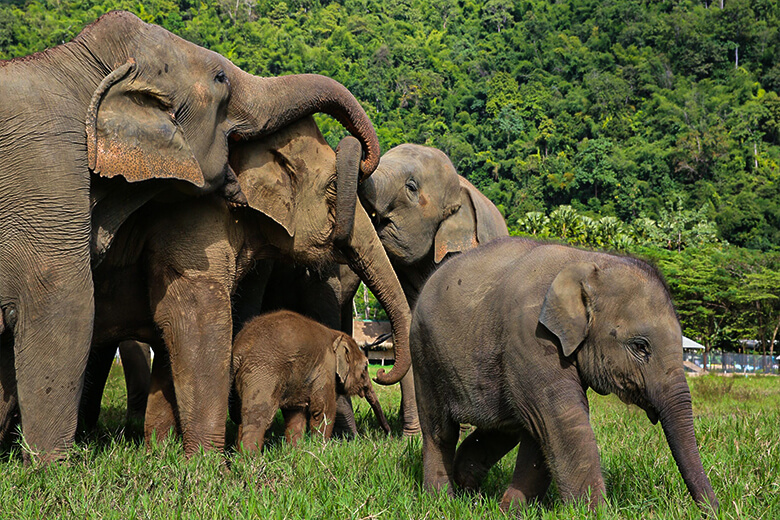 Elephant Nature Park (ENP)