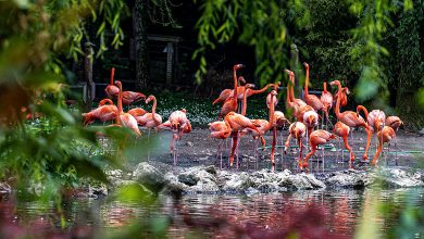 Zoos and Aquariums in Paris, France