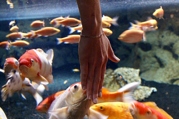 Fishes of Aquarium de Paris