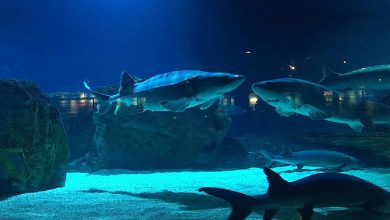 An Immersive Experience of Beijing’s Haiyangguan Aquarium