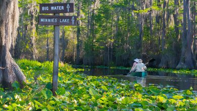Canoeing Through Okefenokee Swamp’s Mystical Waters