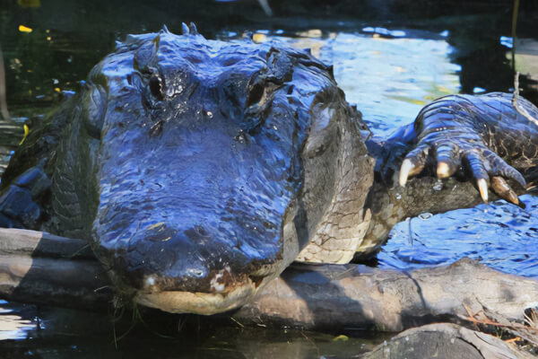 An alligator of Okefenokee Swamp