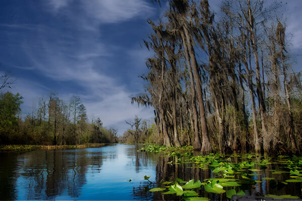 Okefenokee Swamp, USA