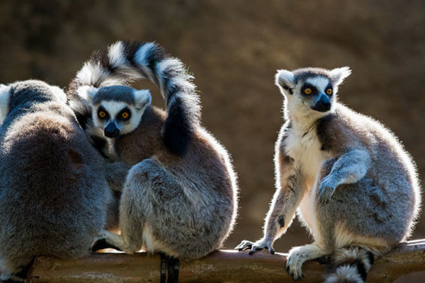Ring-tailed Lemur Zoo