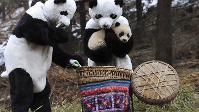 China’s Cutest Ambassadors: Sichuan Giant Panda Study Center