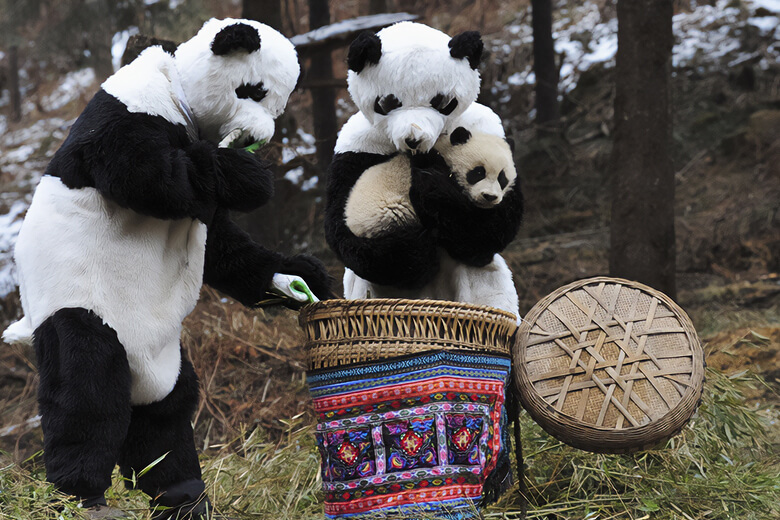 China’s Cutest Ambassadors: Sichuan Giant Panda Study Center