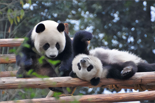 Panda Breeding and Research Center in Chengdu, Sichuan