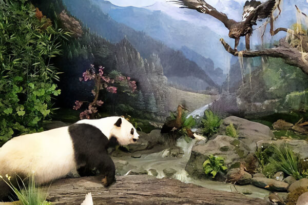 The Panda Museum!