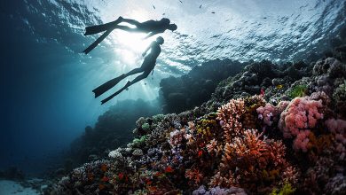 From the City to the Sea: Qatar Scuba Diving Escapes