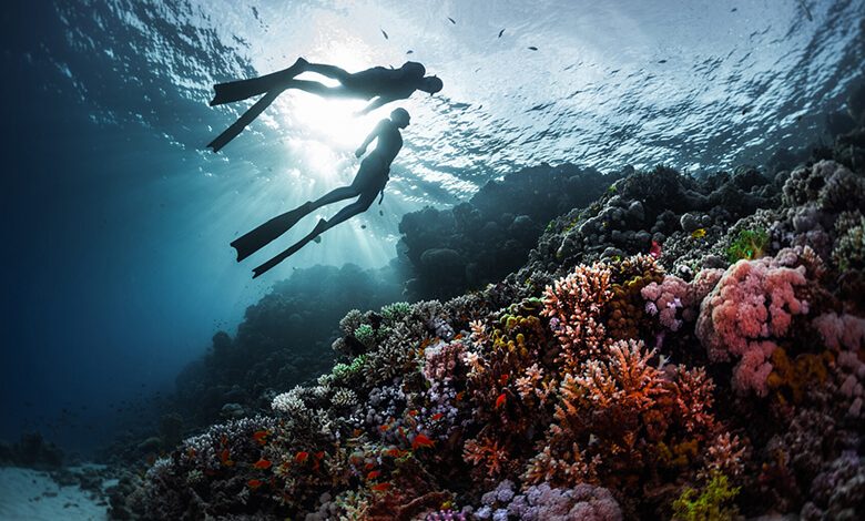From the City to the Sea: Qatar Scuba Diving Escapes