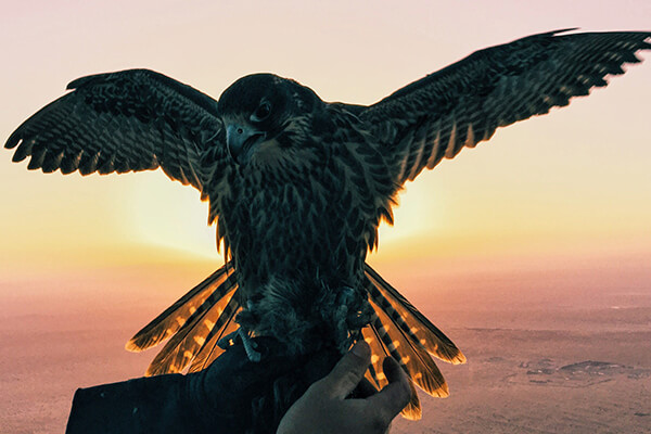 Falconry in the Middle East