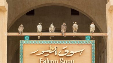 Souq Waqif Falcon: A Dreamland for Falcon Lovers