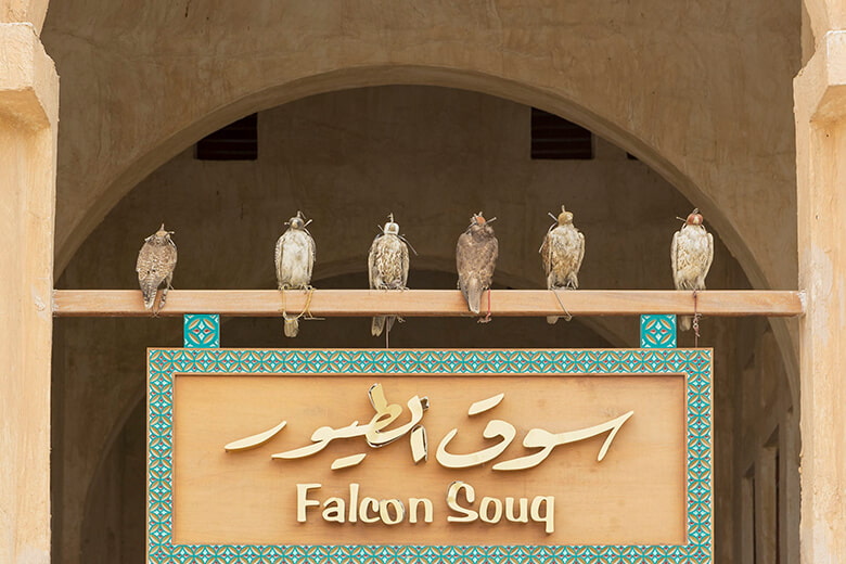 Souq Waqif Falcon: A Dreamland for Falcon Lovers