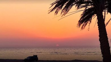 Palm Tree Beach Bliss: Find Shade & Solace at Umm Bab Beach