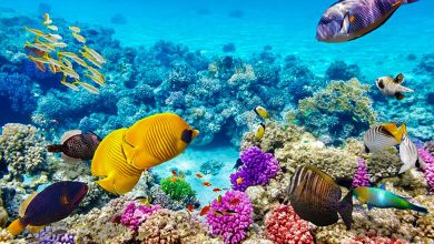 Top 7 Spain Snorkeling Destinations: Dive In!