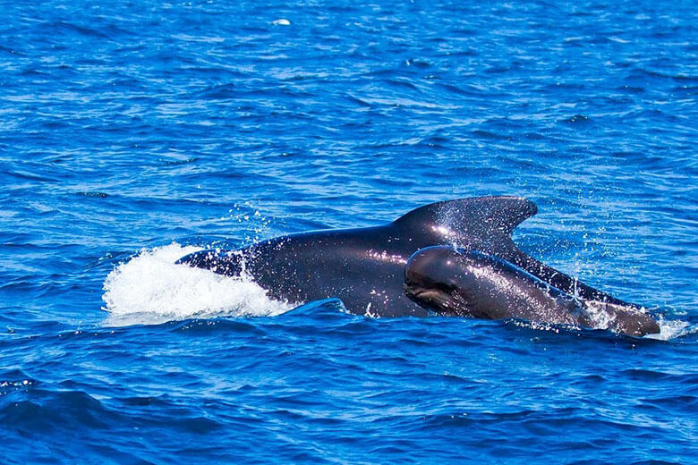 Spanish Waters: Dolphins and Whales Watching in Spain